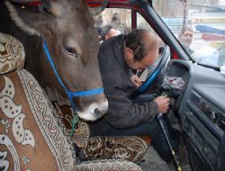 750 kg.lık kurbanı minibüse bindirdi
